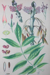 Ash (Fraxinus excelsior)