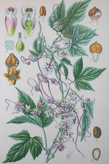 Greater dodder (Cuscuta europaea)