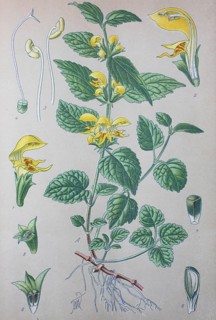 Yellow archangel (Lamium galeobdolon)