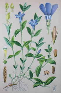 Lesser periwinkle (Vinca minor)