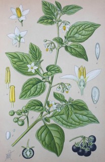 Black nightshade (Solanum nigrum)