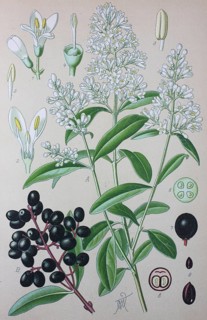 Wild privet (Ligustrum vulgare)