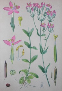 Common centaury (Centaurium erythraea)