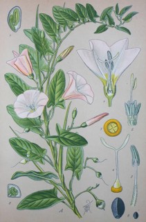 Field bindweed (Convolvulus arvensis)