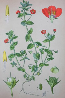 Scarlet pimpernel (Anagallis arvensis)