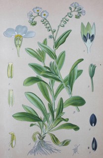 True forget-me-not (Myosotis scorpioides)
