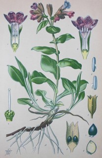 Common lungwort (Pulmonaria officinalis)