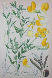 Meadow vetchling (Lathyrus pratensis)