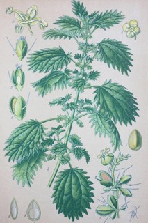 Annual nettle (Urtica urens)