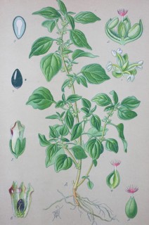Spreading pellitory (Parietaria judaica)