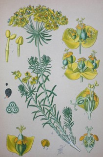Cypress Spurge (Euphorbia cyparissias)