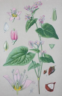 Common buckwheat (Fagopyrum esculentum)