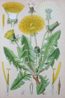 Common dandelion (Taraxacum officinale)