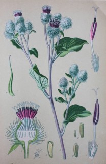 Greater burdock (Arctium lappa)