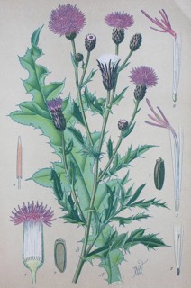 Creeping thistle (Cirsium arvense)