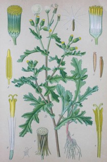 Groundsel (Senecio vulgaris)