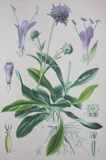 Devil's-bit scabious (Succisa pratensis)