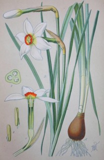Poet's Daffodil (Narcissus poeticus)
