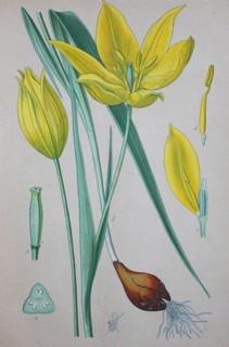 Wild tulip (Tulipa sylvestris)