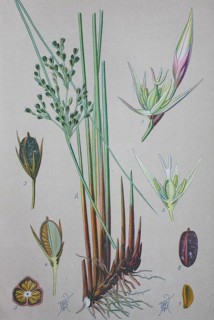 Common rush (Juncus effusus)