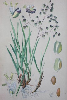 Quaking-grass (Briza media)