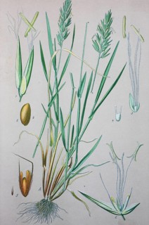 Sweet vernal grass (Anthoxanthum odoratum)