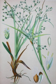 Wood Club-rush (Scirpus sylvaticus)