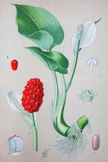 Bog arum (Calla palustris)