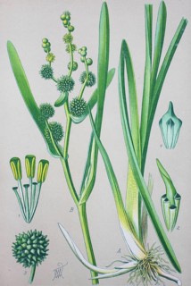 Simplestem bur-reed (Sparganium erectum)