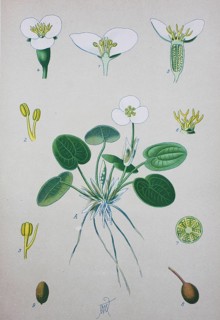 Common frogbit (Hydrocharis morsus-ranae)