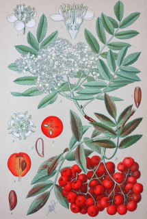 European rowan (Sorbus aucuparia)