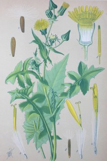 Common sowthistle (Sonchus oleraceus)