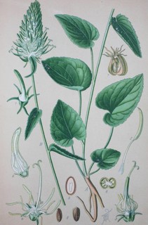 Spiked rampion (Phyteuma spicatum)