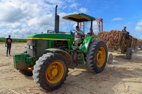 Tractor transports Sugar cane (Saccharum officinarum)