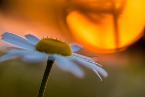 Daisy (Leucanthemum vulgare) at sunset with sun disk