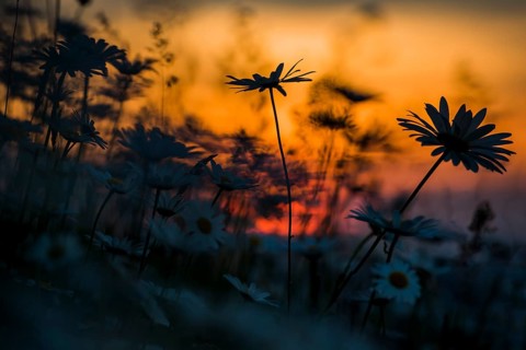 Daisy (Leucanthemum vulgare) at sunset