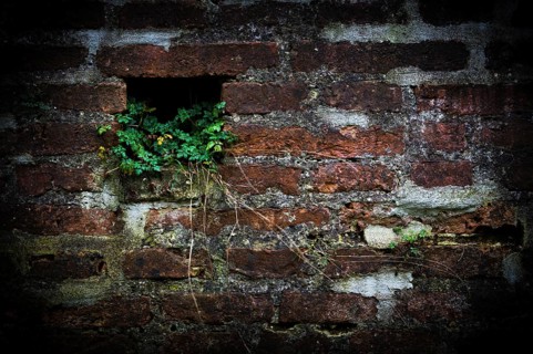 Brick wall with plant