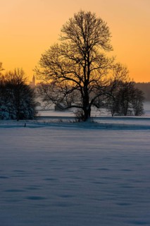 Tree in winter landscape