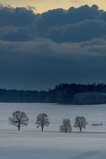 Trees in wintry landscape with dramatic sky