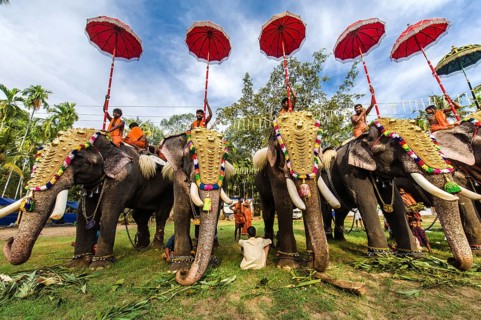 Hindu temple festival with elephants