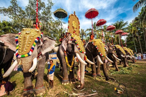 Hindu temple festival with many elephants