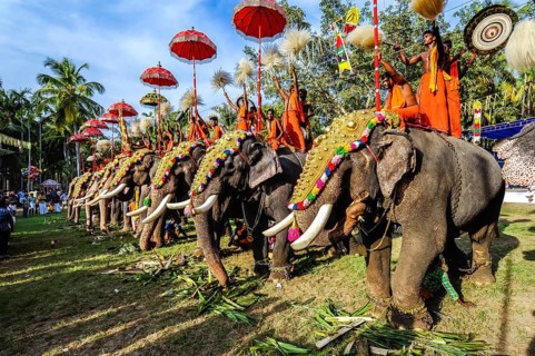 Hindu temple festival with many elephants