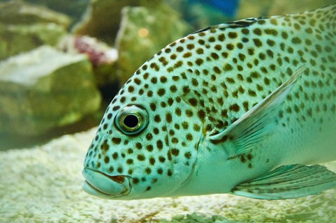 Harlequin sweetlip (Plectorhinchus chaetodonoides) swimming in a aquarium