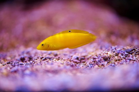 Canary wrasse (Halichoris chrysurus) in a aquarium