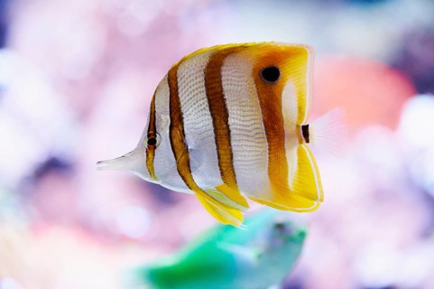Copperband butterflyfish (Chelmon rostratus) in a aquarium