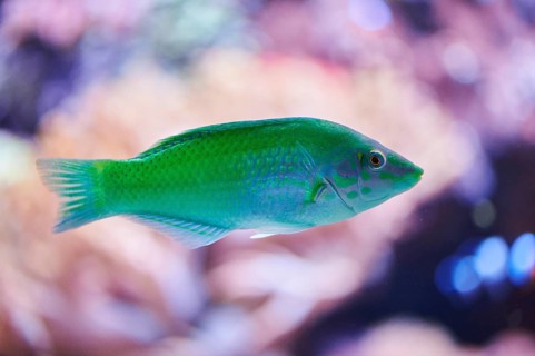 Black-blotched wrasse( Halichoris chlolopterus) in an aquarium