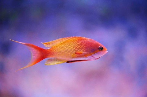 Sea goldie (Pseudanthias squamipinnis) in a aquarium