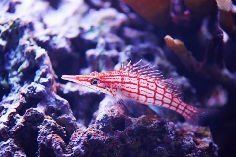 Longnose hawkfish (Oxycirrhites typus) in a aquarium