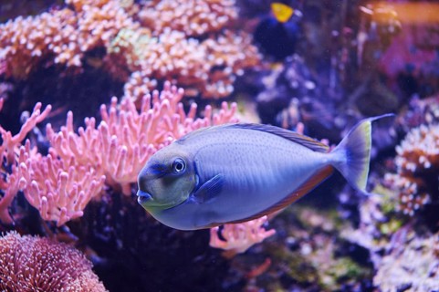 Bignose unicornfish (Naso vlamingii) in a aquarium
