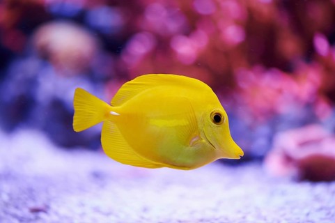 Yellow tang (Zebrasoma flavescens) in a aquarium